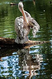 《蜀汉再临：源起》Steam特别好评 性价比很高